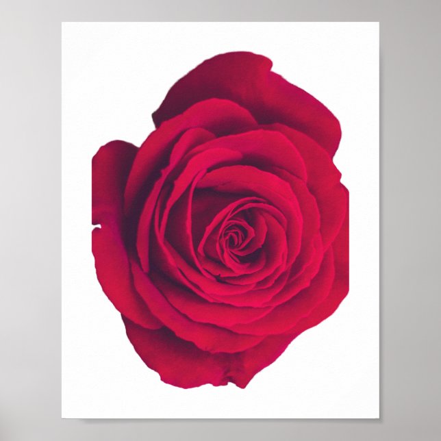 Poster Rose rouge grande face droite (Devant)