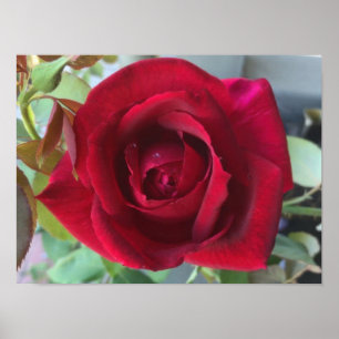 Poster Rose Rouge Macro