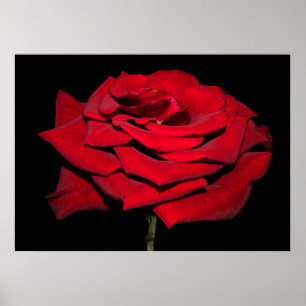 Poster Rose rouge - Noir