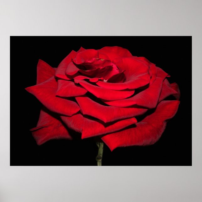 Poster Rose rouge - Noir (Devant)