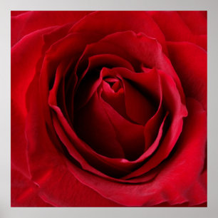 Poster rose rouge profonde