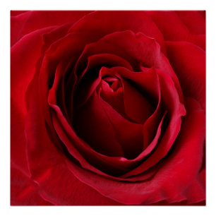 Poster rose rouge profonde
