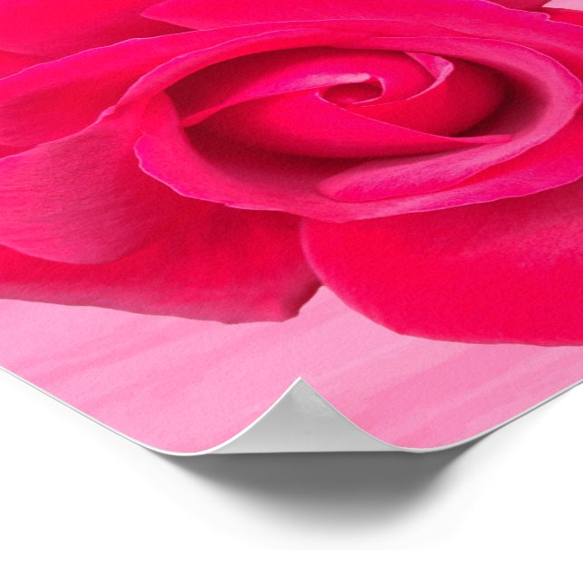 Poster Rose rouge romantique (Coin)