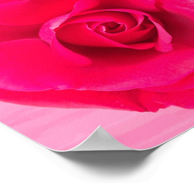 Poster Rose rouge romantique v2 (Coin)