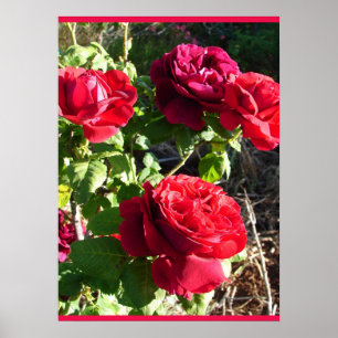 Poster Rose rouge Roses Fleur Floral Jardin Eugene Furst