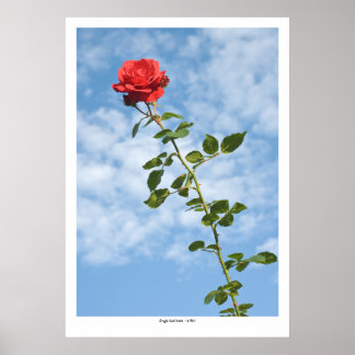 Poster Rose rouge simple