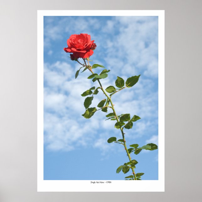 Poster Rose rouge simple (Devant)