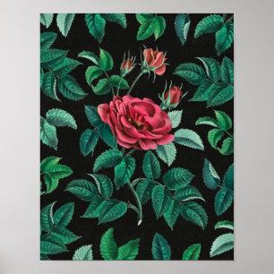 Poster Rose Rouge Vintage