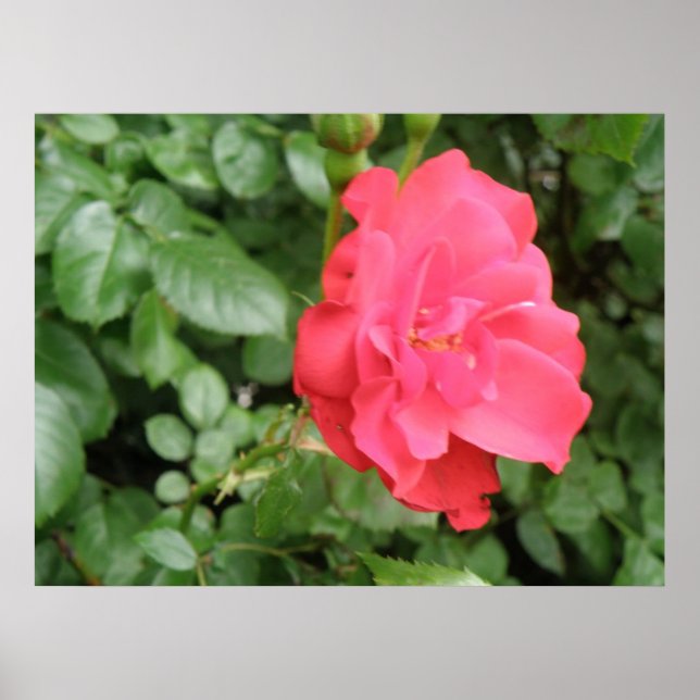 Poster Rose sauvage (Devant)