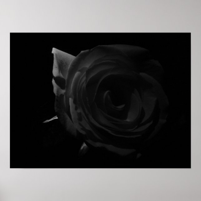 Poster Rose sombre (Devant)