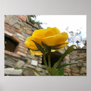 Poster Rose toscane de jaune