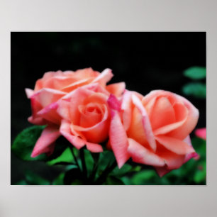 Poster Rose Trio Flower