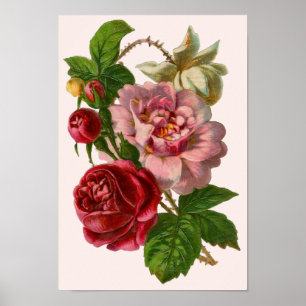 Poster Rose victorien