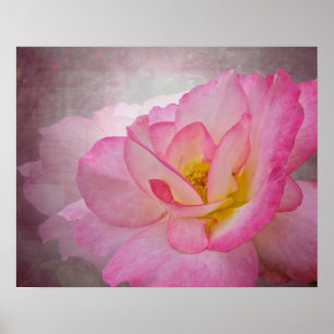Poster Rose victorien rose