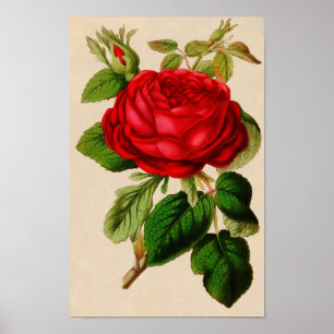 Poster Rose vintage