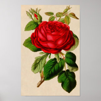 Poster Rose vintage