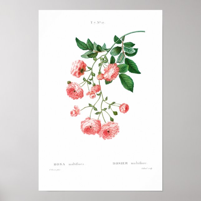 POSTER ROSE vintage EN BOTANIQUE (Devant)