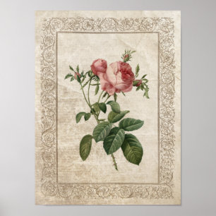 Poster Rose vintage III Botanique