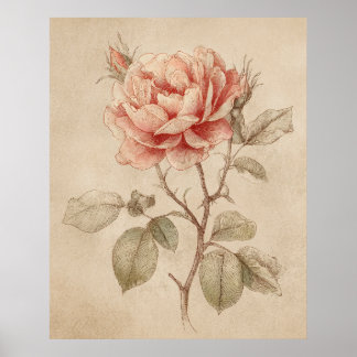 Poster Rose Vintage Naturliebhaber