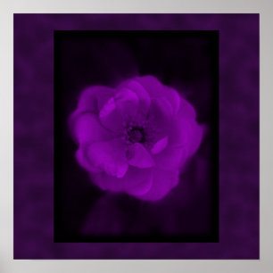 Poster Rose violet. Avec le violet noir et foncé.