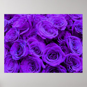 Poster Rose violet, fleurs violettes violettes