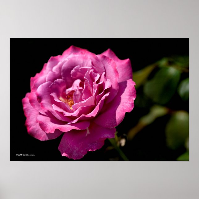 Poster Rose Visage Angel Haut (Devant)