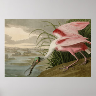 Poster Roseate Spoonbill from Audubon's Birds of America