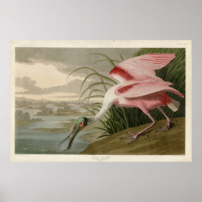 Poster Roseate Spoonbill from Audubon's Birds of America (Devant)