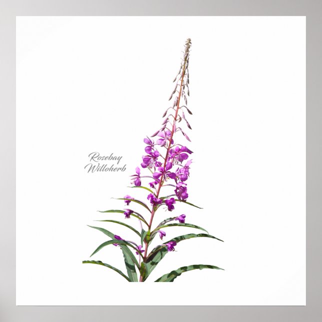 Poster Rosebay Willowherb (Devant)