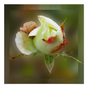 Poster rosebud brillant