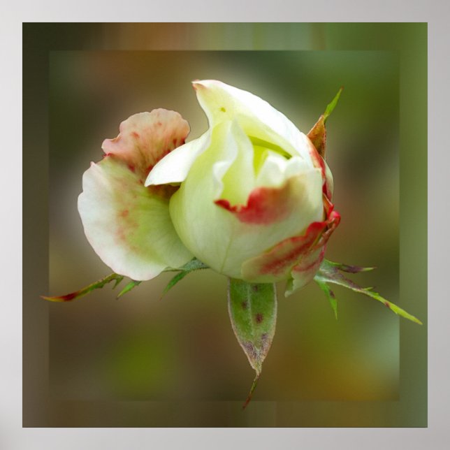 Poster rosebud brillant (Devant)