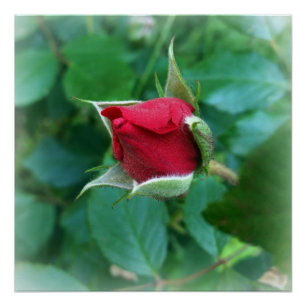 Poster rosebud rouge