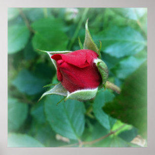 Poster rosebud rouge