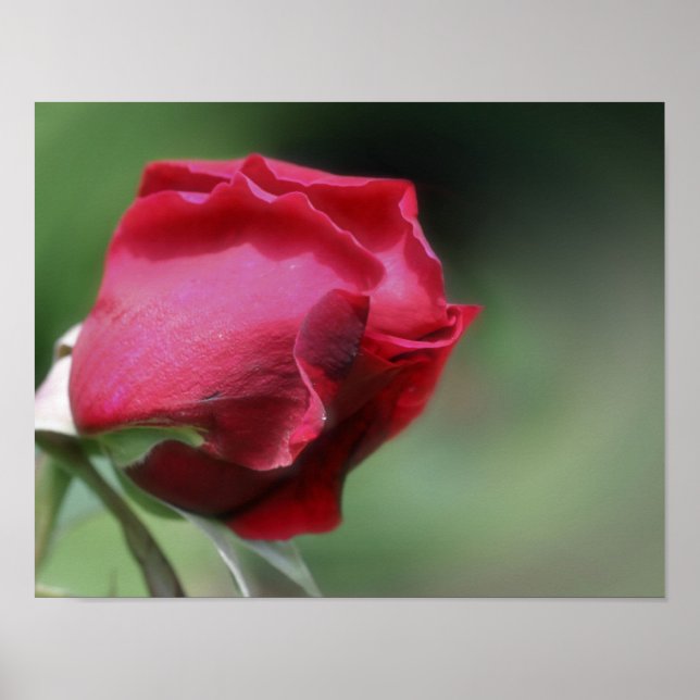 Poster Rosebud rouge pliant (Devant)