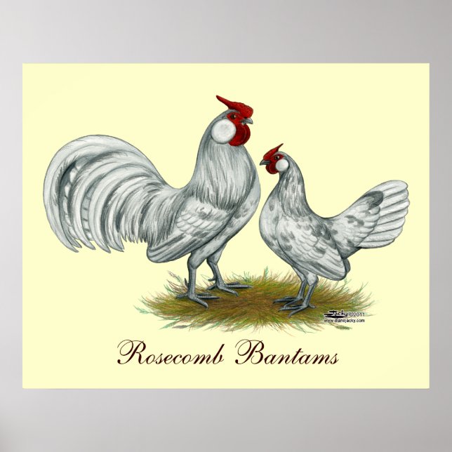 Poster Rosecomb Splash Bantams (Devant)