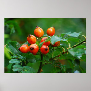 Poster Rosehip après la pluie