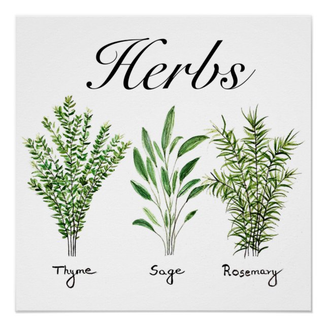 Poster Rosemary Herbes de Sage de thym Cuisine culinaire  (Devant)