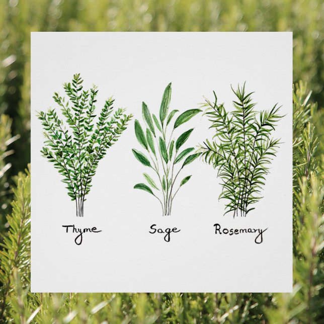 Poster Rosemary Herbes de Sage de thym Cuisine culinaire  (Créateur téléchargé)