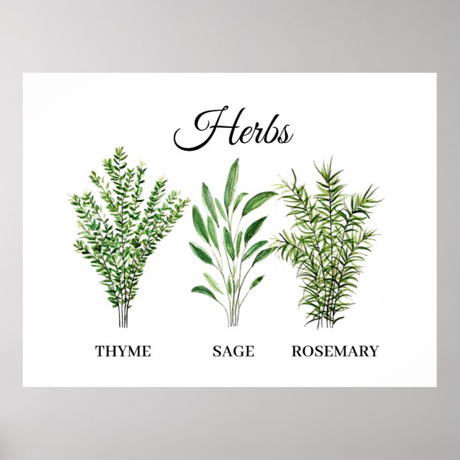 Poster Rosemary Herbes de Sage de thym Cuisine culinaire  (Devant)