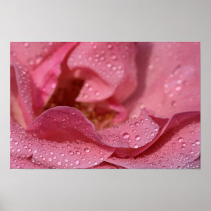 Poster Rosenblüten Nach Dem Regen Fotografie