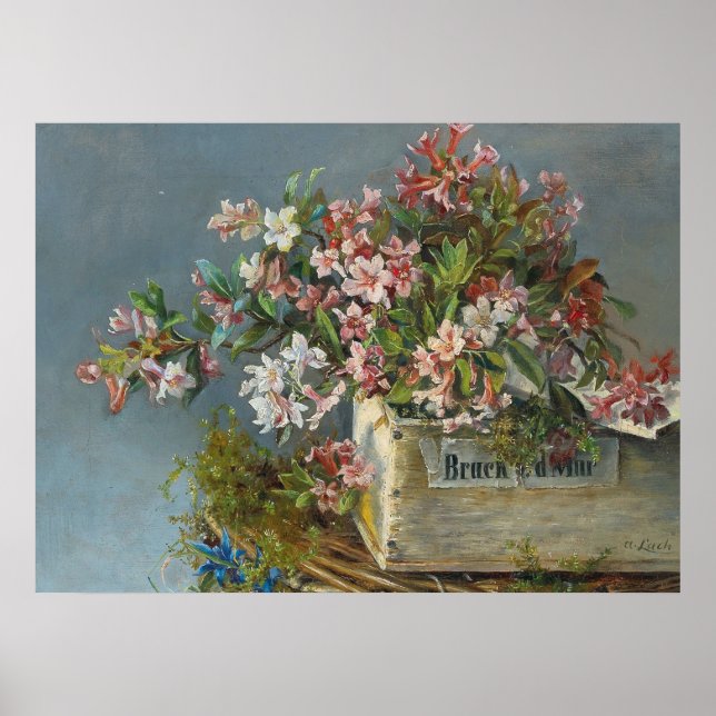 Poster Roses alpins dans une boîte à fenêtre - Andreas La (Devant)