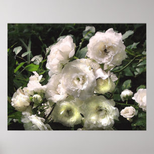 Poster Roses blanches