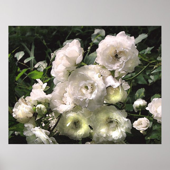 Poster Roses blanches (Devant)
