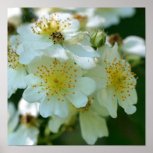 Poster Roses Blanches Sauvages Grimpantes Fleur Carré