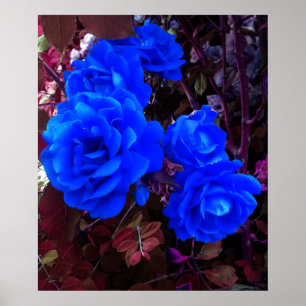 Poster Roses bleu électrique
