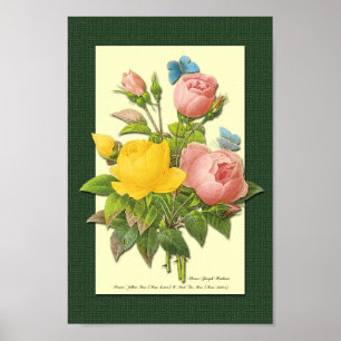 Poster Roses botaniques roses et jaunes sur l'affiche ver
