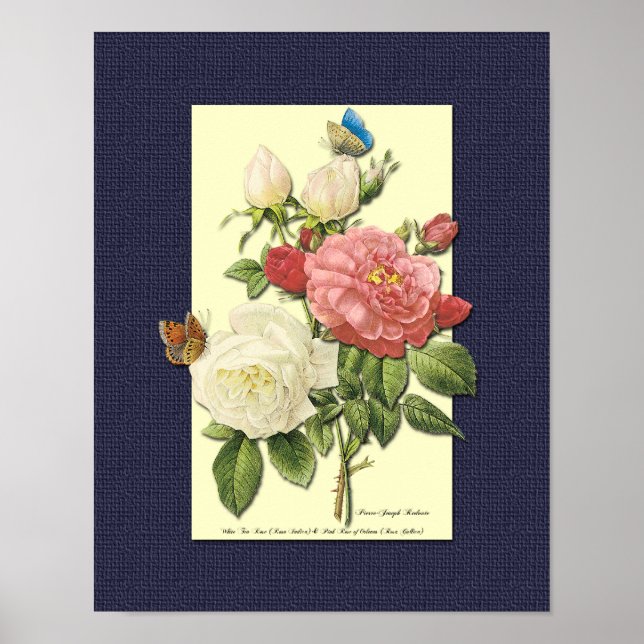 Poster Roses botaniques rouges et blancs sur l'affiche bl (Devant)
