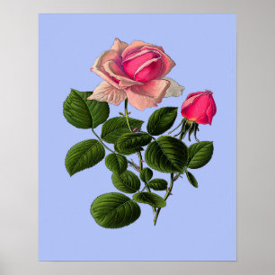 Poster Roses de thé rose