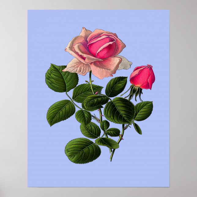 Poster Roses de thé rose (Devant)