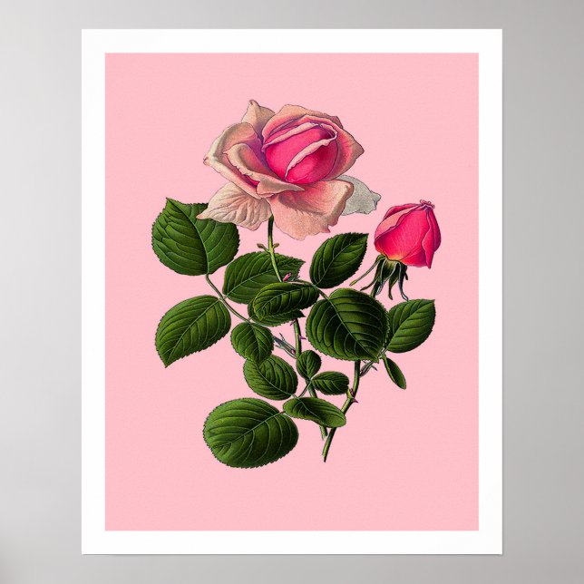 Poster Roses de thé roses (Devant)